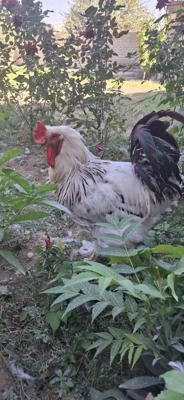 Brama 1 ta horoz 3 ta tovuq