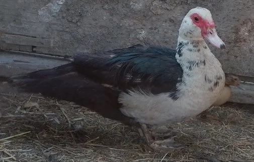 Oʻrdak (Indoutka) zotli . Zoʻr ves beradigan zotli turi . 2 Oʻrdak (Indoutka) zotli . Zoʻr ves beradigan zotli turi . 2