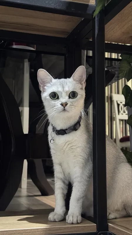 Кошка по имени Мальвина ждёт вас 1