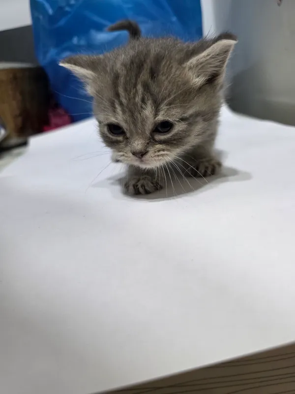 Котята Scottish Fold + British Chinchilla — фото 3