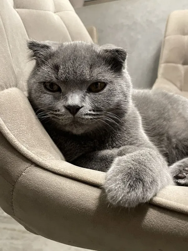 Кошка шотланская веслоухая