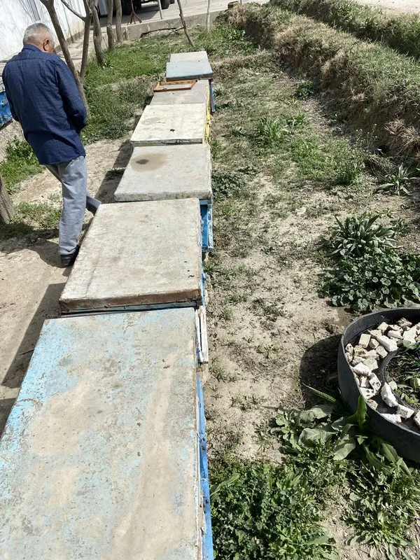 Asal ari yashik sotiladi asal ari bilan sotiladi — фото 5