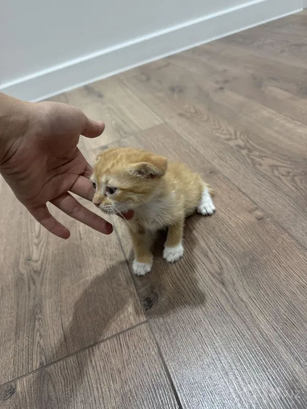 Кошка бесплатно Скоттиш фолд 6 Кошка бесплатно Скоттиш фолд 6