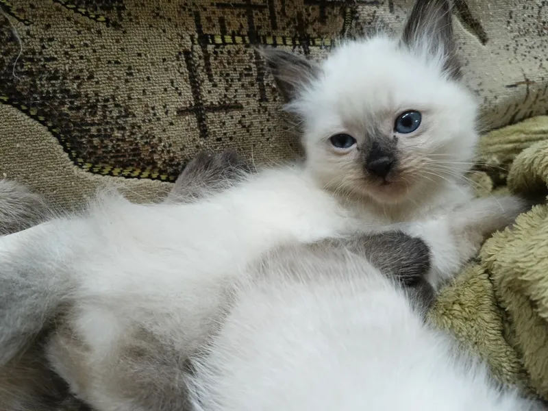 Котята тайцы-болинезы 3 Котята тайцы-болинезы 3