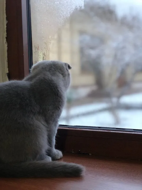 ScottishFold 2 ScottishFold 2