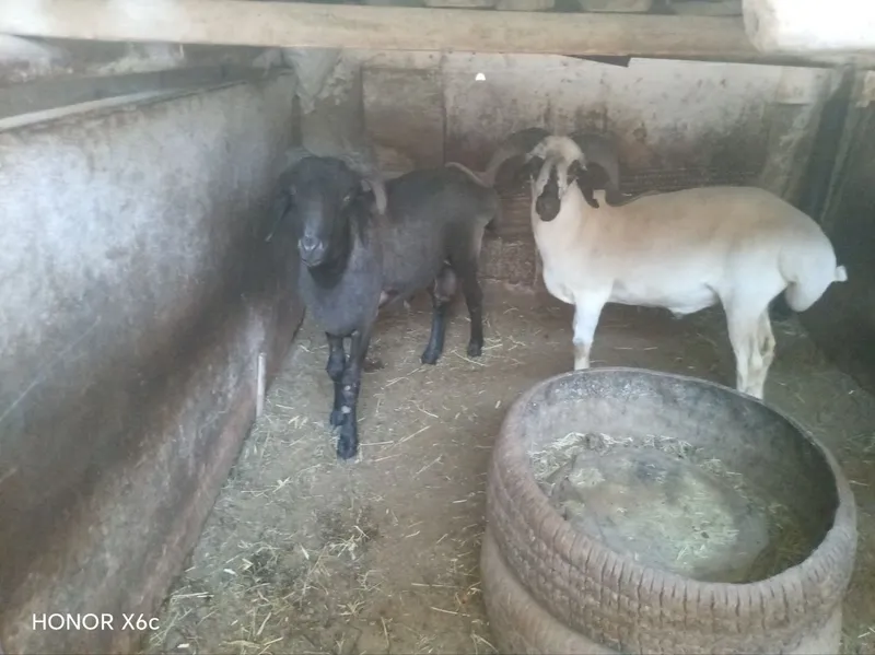 Tagalar sotiladi 4 Tagalar sotiladi 4
