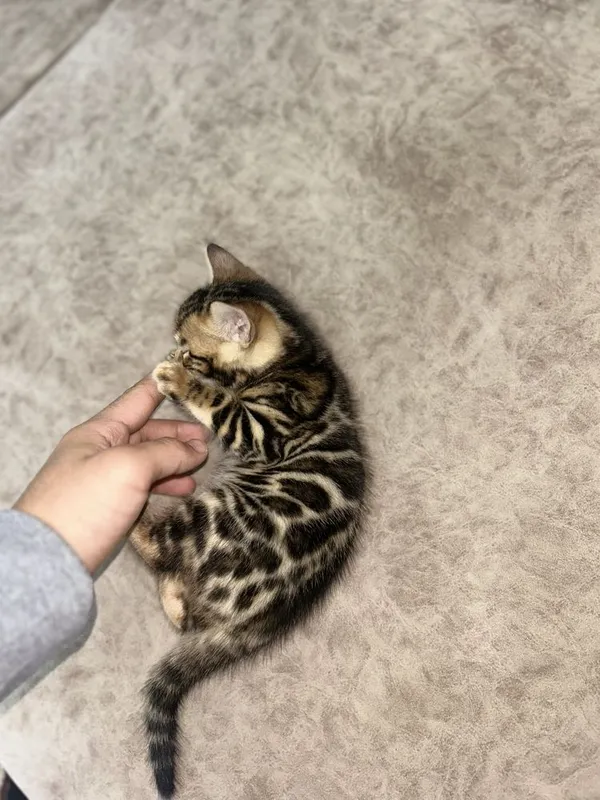Бенгальские котята 7 Бенгальские котята 7