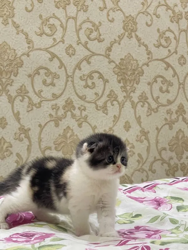 СРОЧНО! Котенок фолд