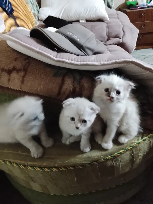 Продаются котята 3 Продаются котята 3