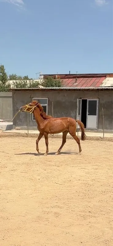 Toy sotiladi 1.5 yosh 2 Toy sotiladi 1.5 yosh 2
