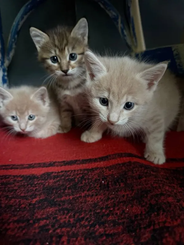 Продаются котята — фото 1