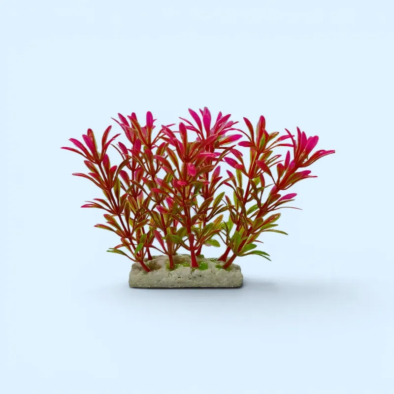 Faqat Akvarium uchun 2