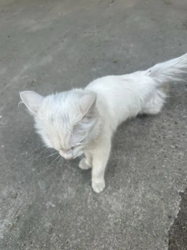 Котик домашний, нету 1 задней ноги. Отдам в хорошие руки — фото 2