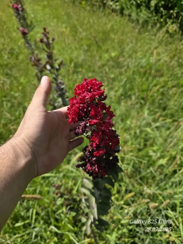 Индийский сирень 3хил сорти сотувда — фото 7