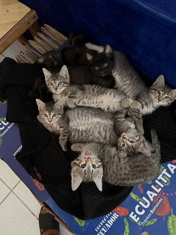 Продаются котята 1 Продаются котята 1