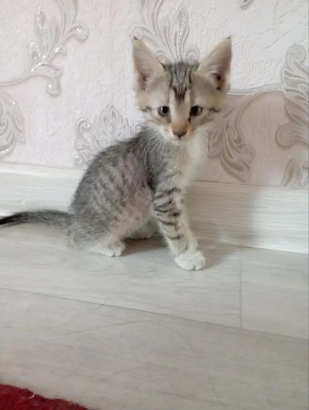 Котят отдают бесплатно 2