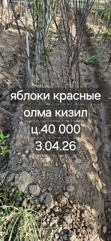 Фруктовые деревья, персик, слива, яблоки, урюк, черешня — фото 2