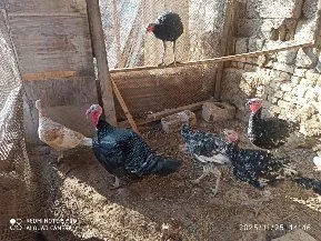 Продаются индюки и гуси домашние — фото 2