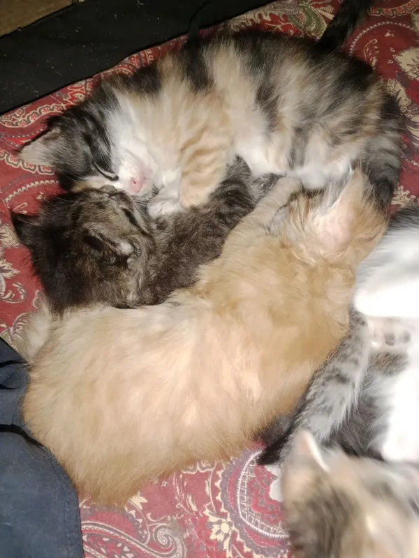 отдам милых котят в хорошие и добрые руки милых... — фото 3