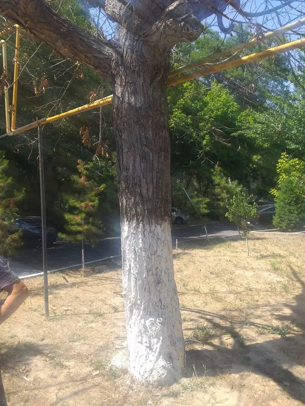 Yongoq daraxti sotiladi 1