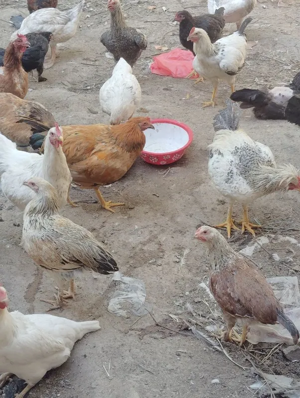 Gʻozlar,ordeklar va tovuqlar — фото 4