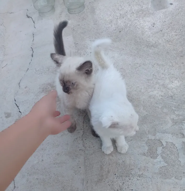 Siyamiski mushuklar 3 Siyamiski mushuklar 3