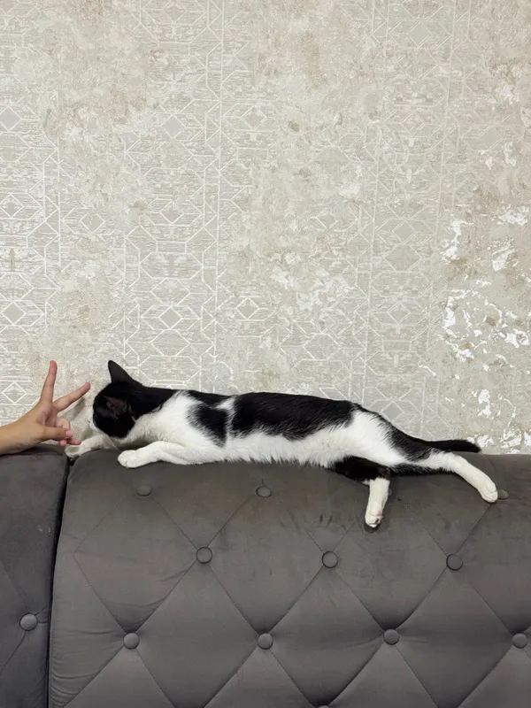 Отдаём кота даром в добрые руки. 3