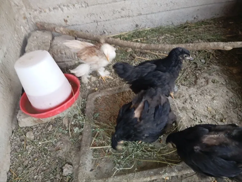 Brama joʻjalar sotiladi 2 Brama joʻjalar sotiladi 2