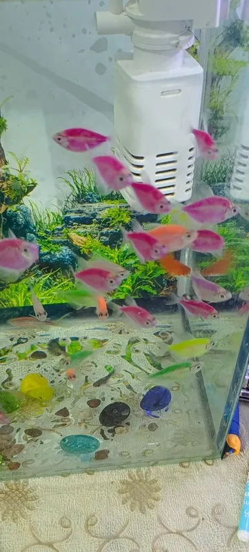 Akvarium va baliqlar sotiladi. +Filtr — фото 4