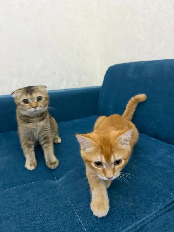 Scottish Fold 120$ Scottish Straight. 100$ 5 Scottish Fold 120$ Scottish Straight. 100$ 5