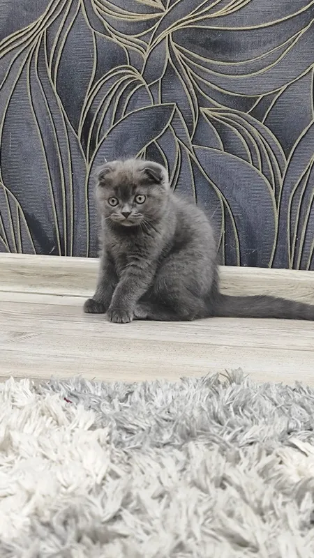 Scottish Fold сотилади 1
