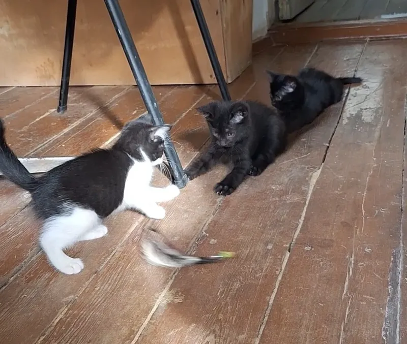 Котята. Отдам даром 2 Котята. Отдам даром 2