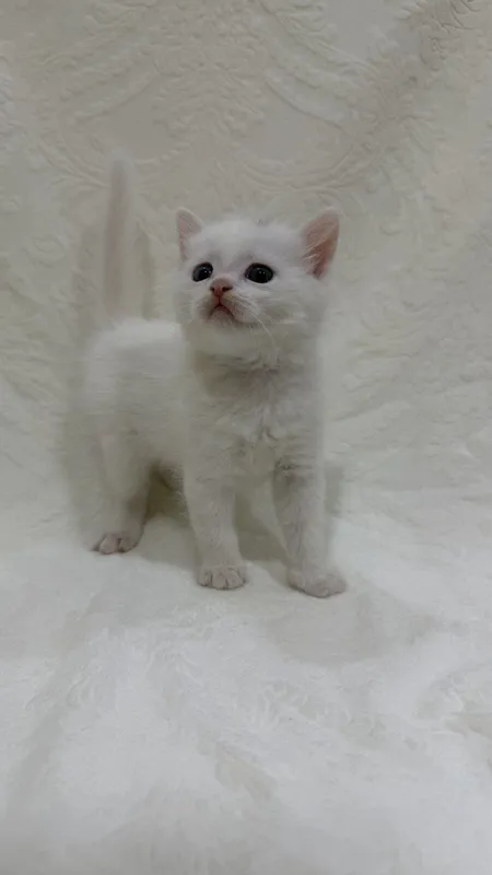 Ласковые котята Scottish , готовы к переезду в новый дом 5 Ласковые котята Scottish , готовы к переезду в новый дом 5