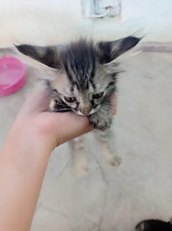 Mushukcha bepul beriladi 2 Mushukcha bepul beriladi 2