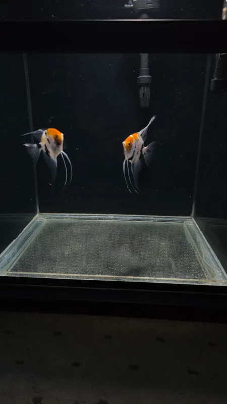 Koi skalariy — фото 1