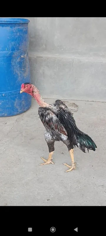 Dakan xoroz sotiladi
