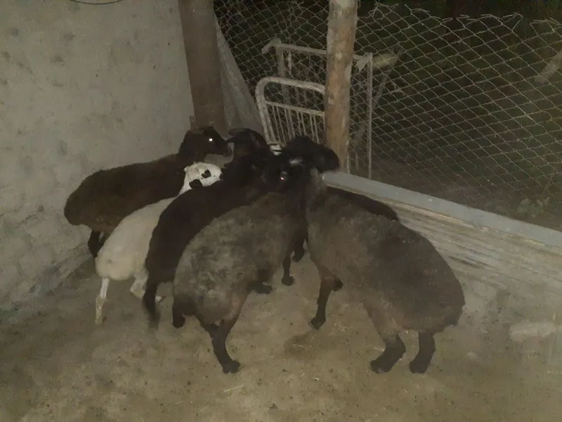Qo'ylar sotiladi