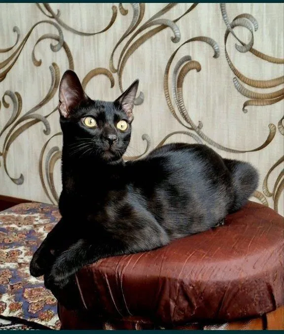 Бенгальская кошка чёрная 1