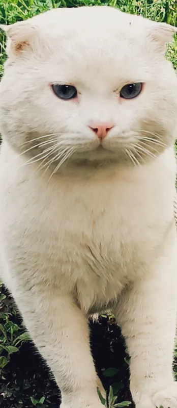 Scottish fold срочно сотилади — фото 2