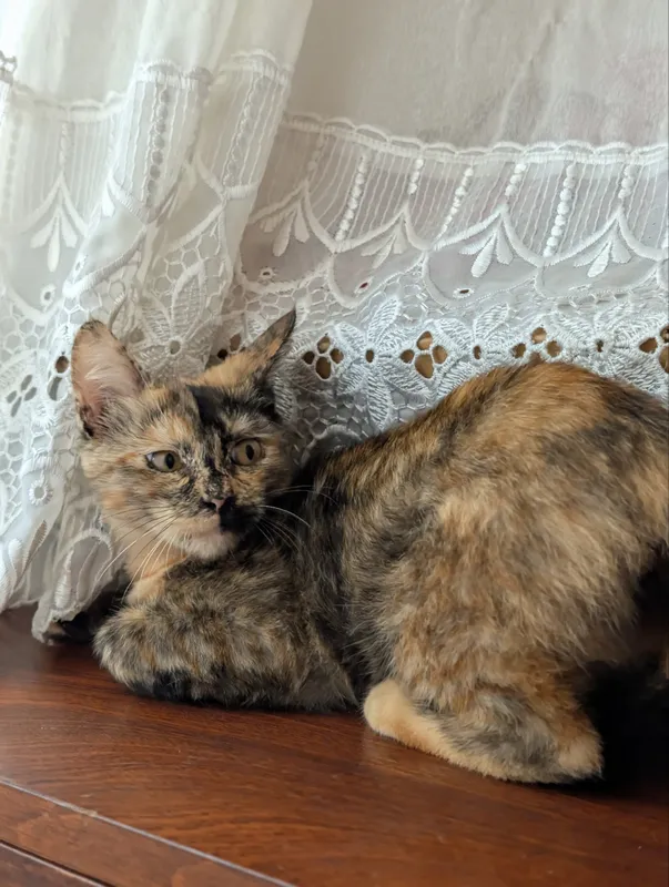 Ласковый котенок | Mehribon mushukcha 4 Ласковый котенок | Mehribon mushukcha 4
