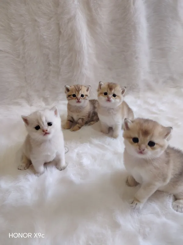 Zalotoy shinshilla Zalotoy shinshilla