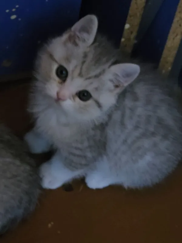 Котёнок Котёнок