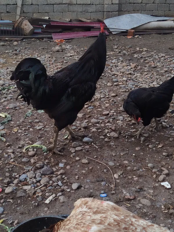 Gigant Qora Shaxzoda Xoʻroz 3 Gigant Qora Shaxzoda Xoʻroz 3