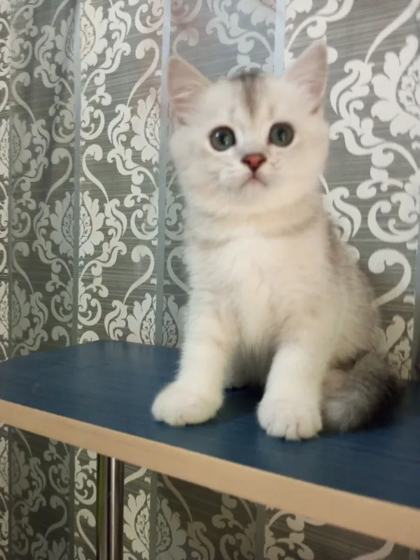 Britan chinchilla mushukchalari 4