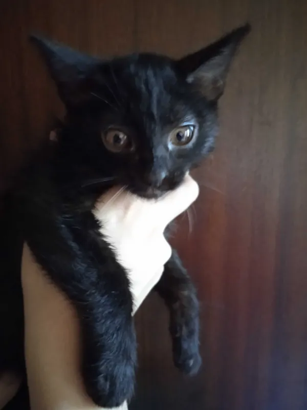 Красивые котята -девочки, 3 месяца. — фото 4