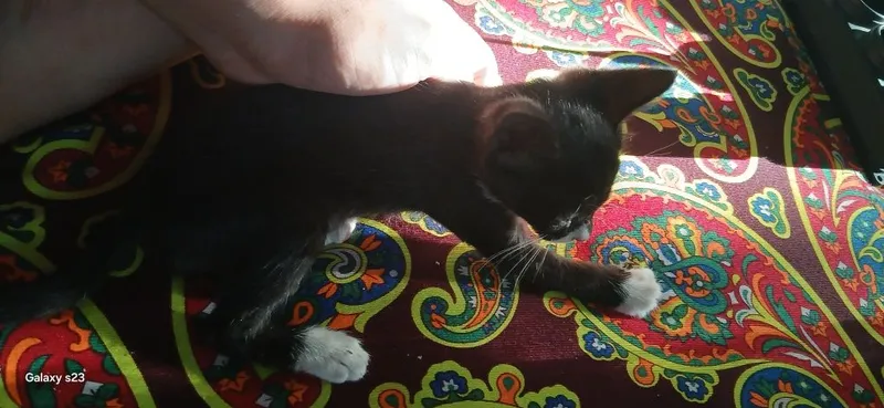 Mushukcha - oq panja sotiladi 3 Mushukcha - oq panja sotiladi 3