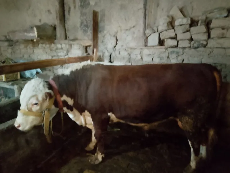 Qurbonlikka Simmental buqa sotiladi — фото 2