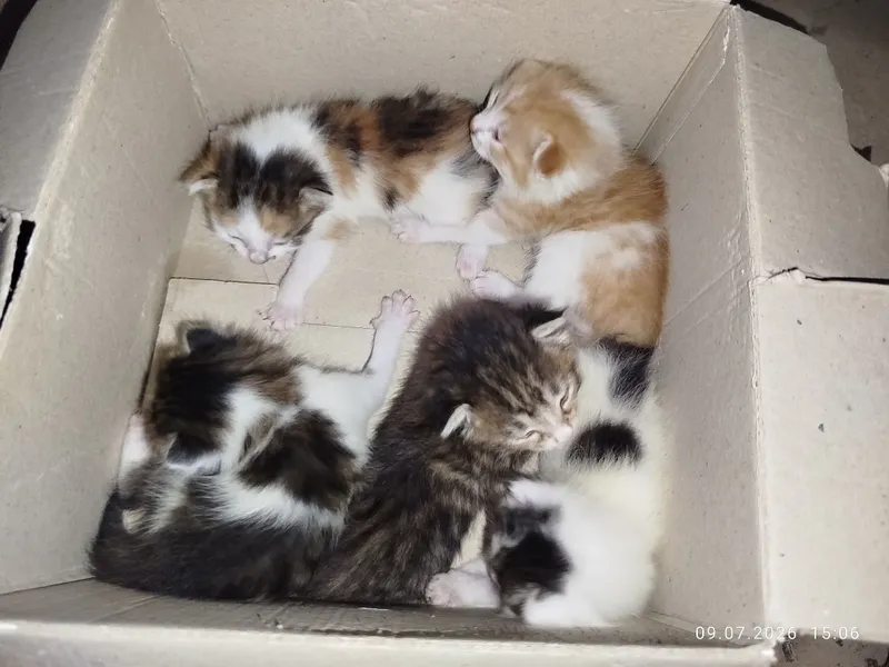 Очень милые котята забавные и шустрые 3