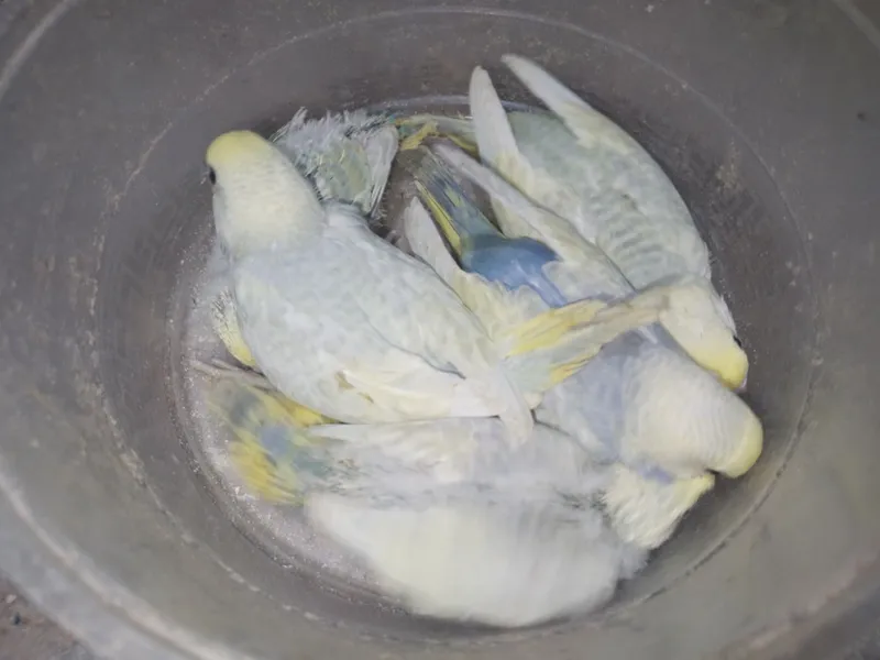 Радужни полапон 2