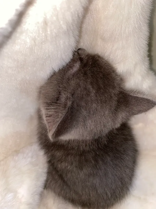 Кошка